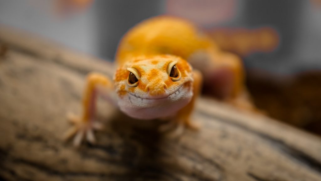 How Much Is The Cost Of A Gecko at Petco? [Stats] - Pricing And Cost Data