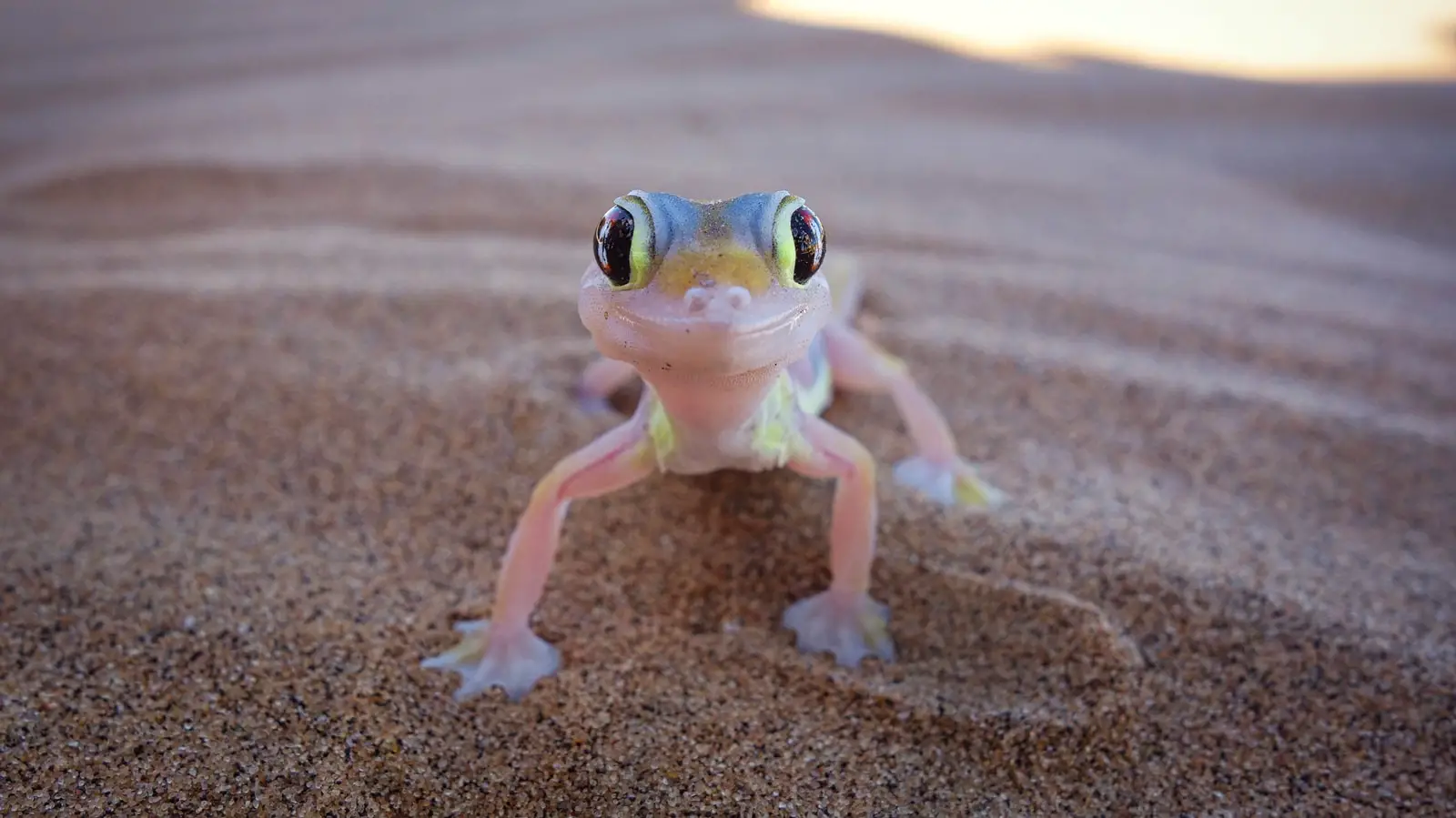 cute gecko
