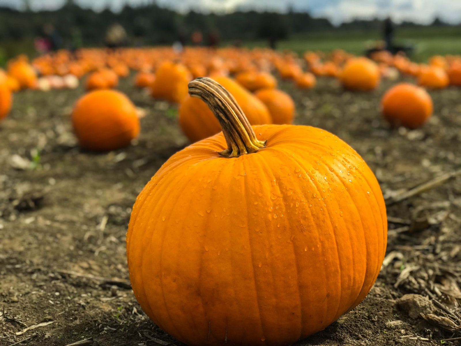 The Average Pumpkin Price In 2022 [Cost Stats] Pricing And Cost Data