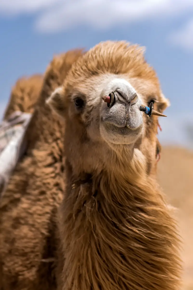 Camel Cost Factors