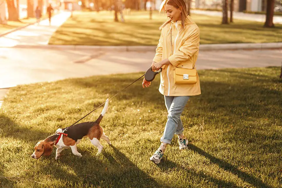 How Much Do Dog Walkers Charge? [Price & Cost Stats] Pricing And Cost